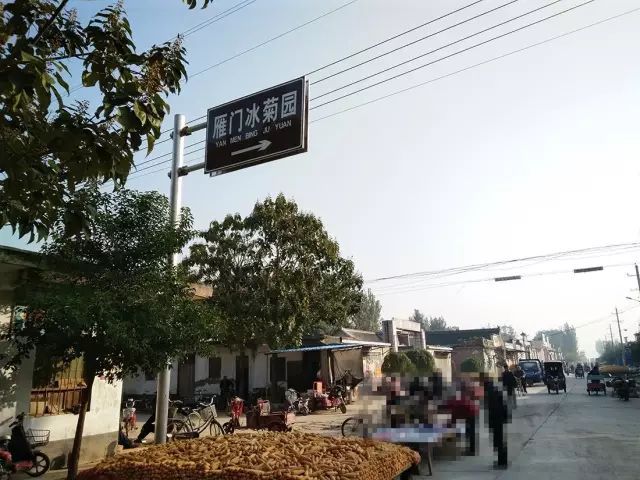 如何找到云臺冰菊？怎樣找到云臺冰菊？